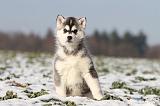 SIBERIAN HUSKY 234